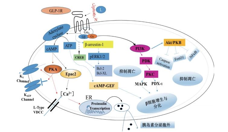 GLP-1R丨2型糖尿病治疗的明星靶点-5.jpg