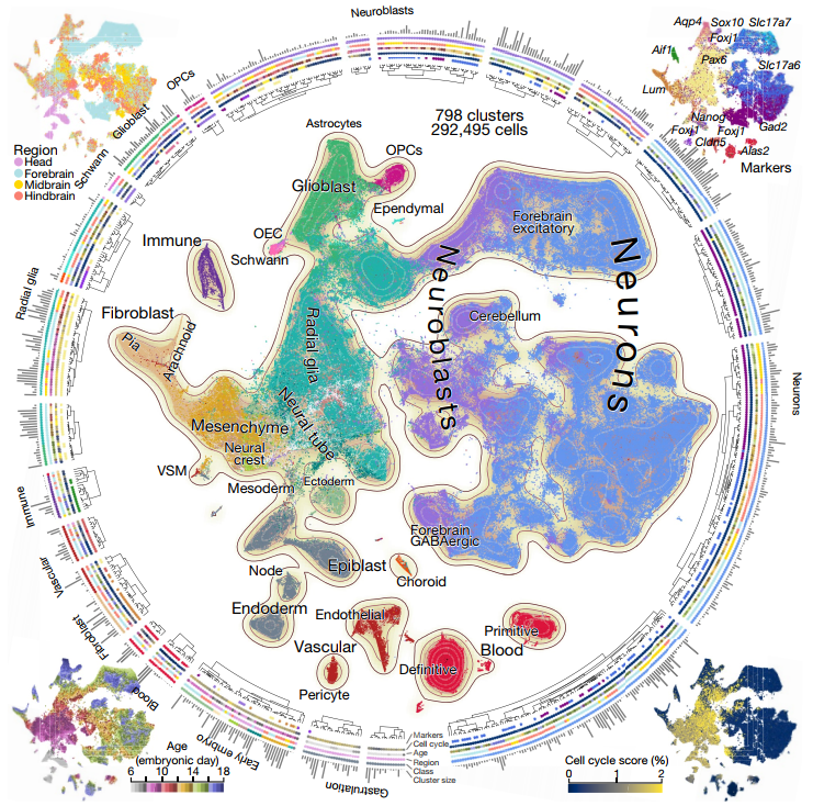 脑科学-图4.png