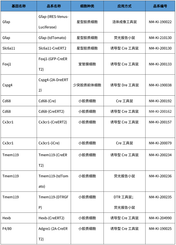 胶质细胞工具鼠.png