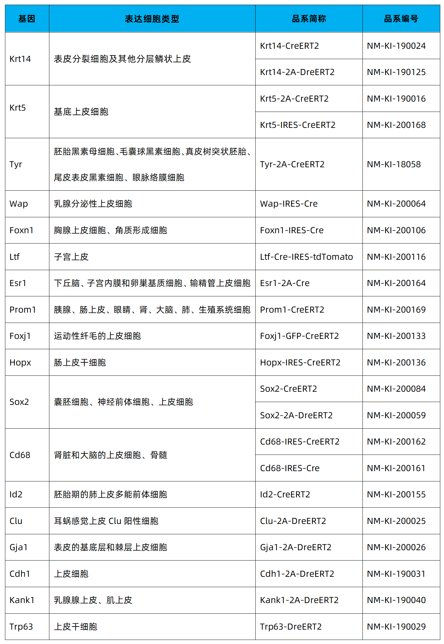 上皮细胞-9.png