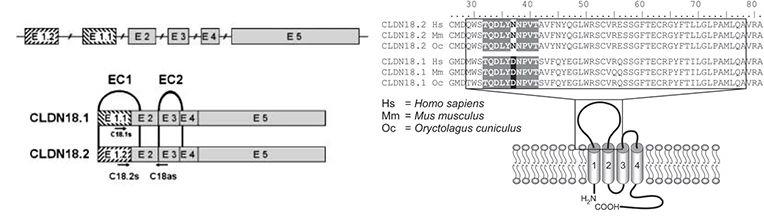 CLDN18.2-3.jpg