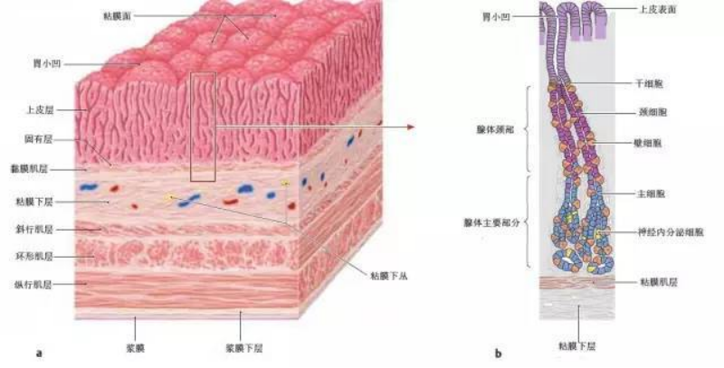 胃工具鼠-3.png
