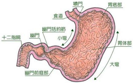 胃工具鼠-2.png