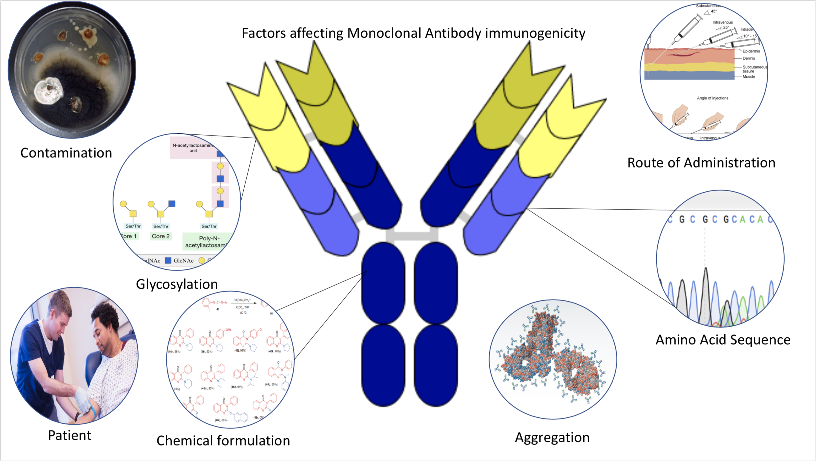 Factors_affecting_Immunogenicity_of_Monoclonal_Antibodies.png