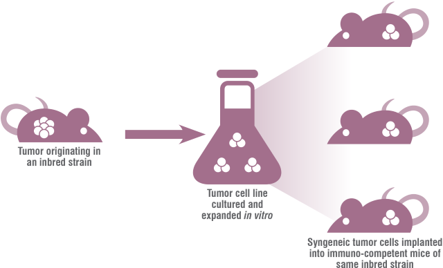 DS-syngeneic-mouse-model-schematic.png