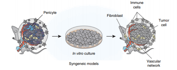 Syngeneic models-1.png
