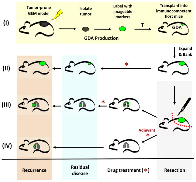 Syngeneic models-5.png