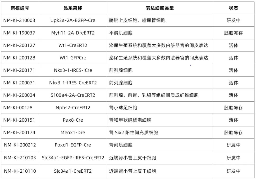 肾-6.jpg