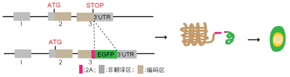 图3.png