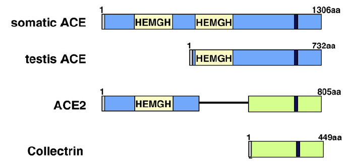 fig2.png