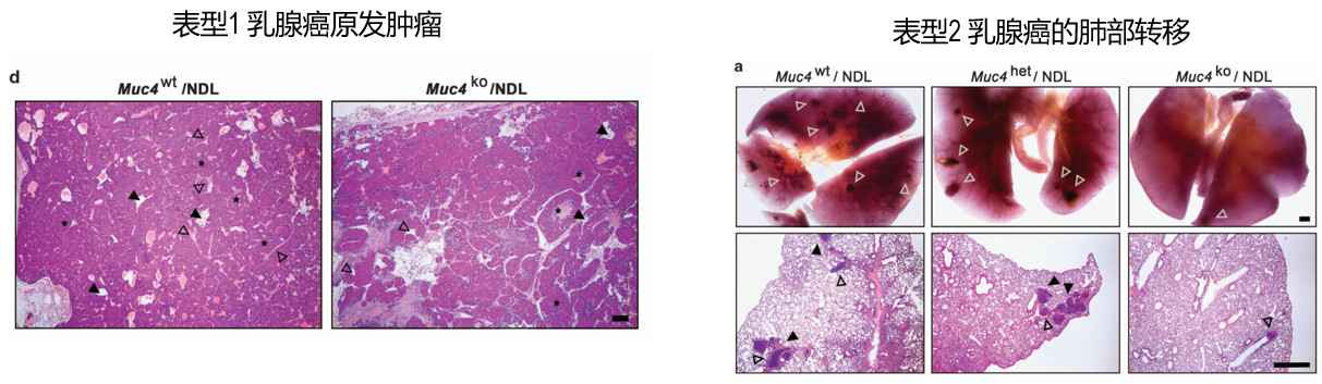 fig10.jpg