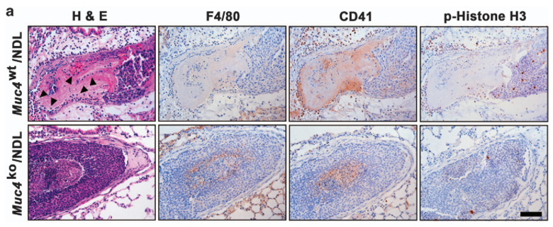 fig12.jpg