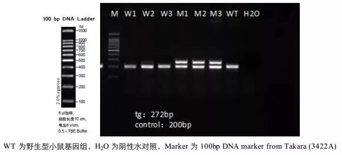PCR-电泳.jpg