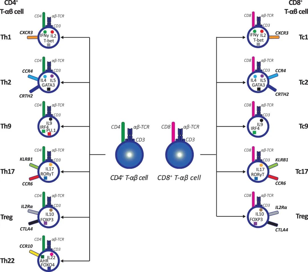 图8. CD4+ T细胞和CDB+T细胞的亚型[7].jpg
