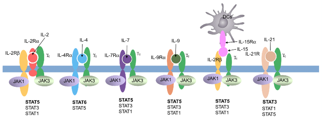 图10. IL-2Rγc相关细胞因子[5].png