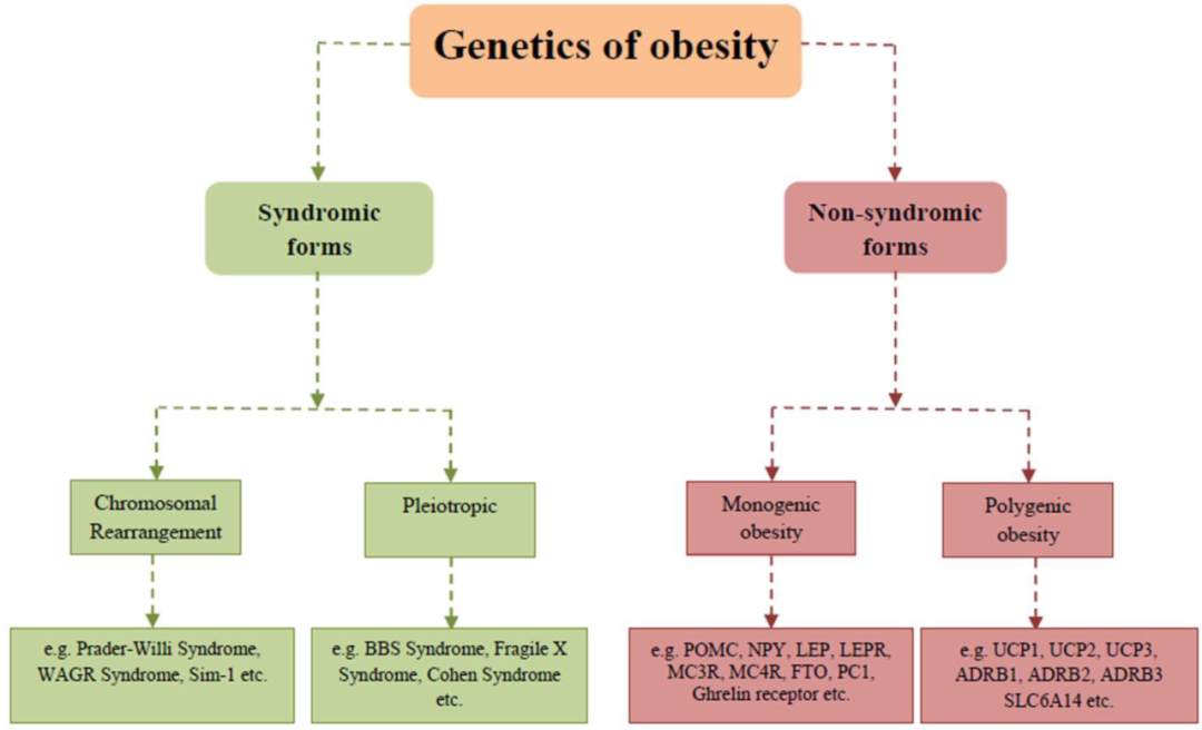 图1 肥胖的遗传学：肥胖的综合征和非综合征形式.png