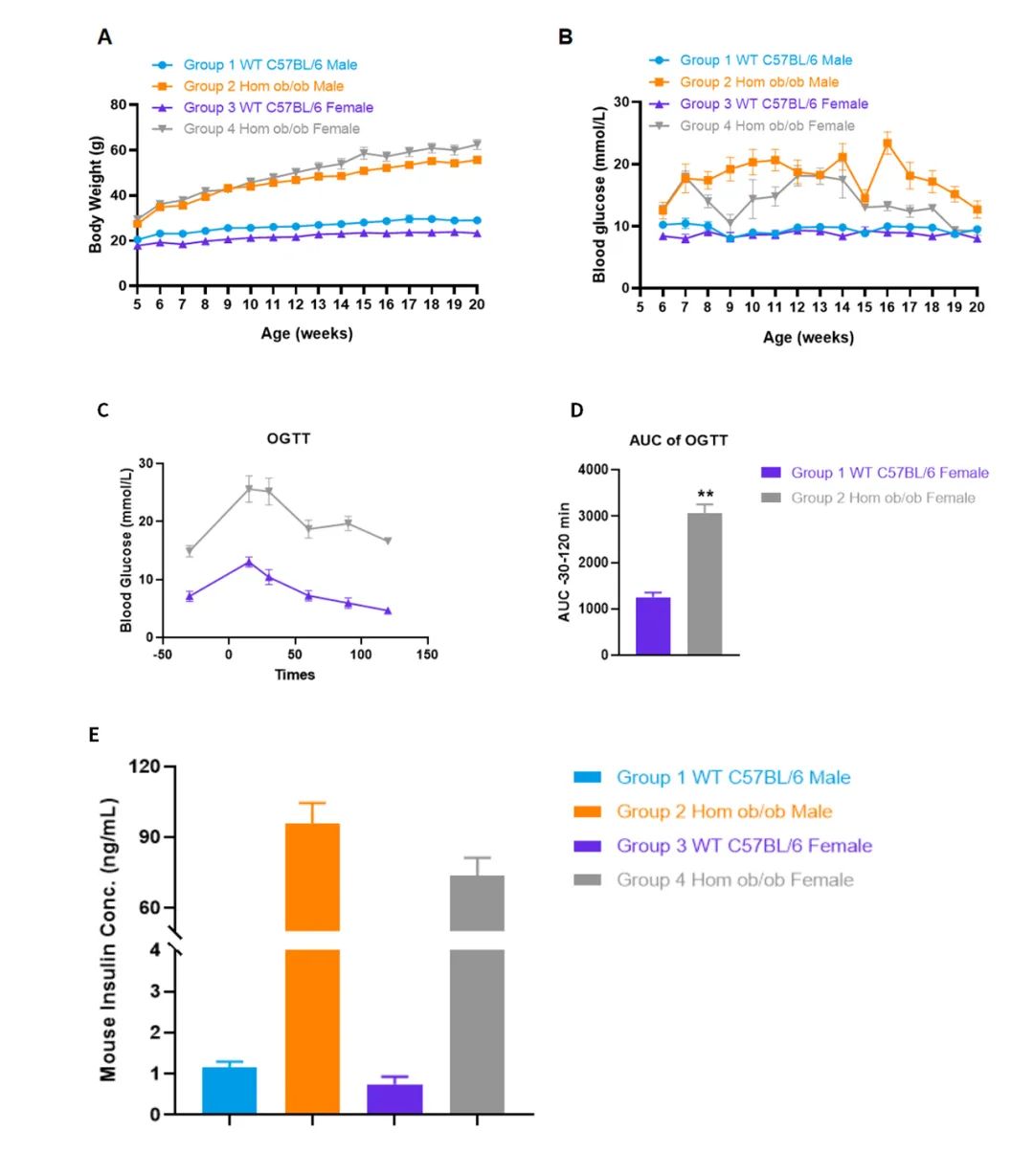 图2  Lep-KO (ob ob)小鼠的验证。.jpg