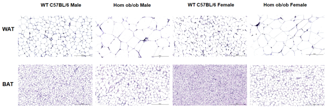 图3  Lep-KO (ob ob)小鼠皮下脂肪组织的H&E染色。.png
