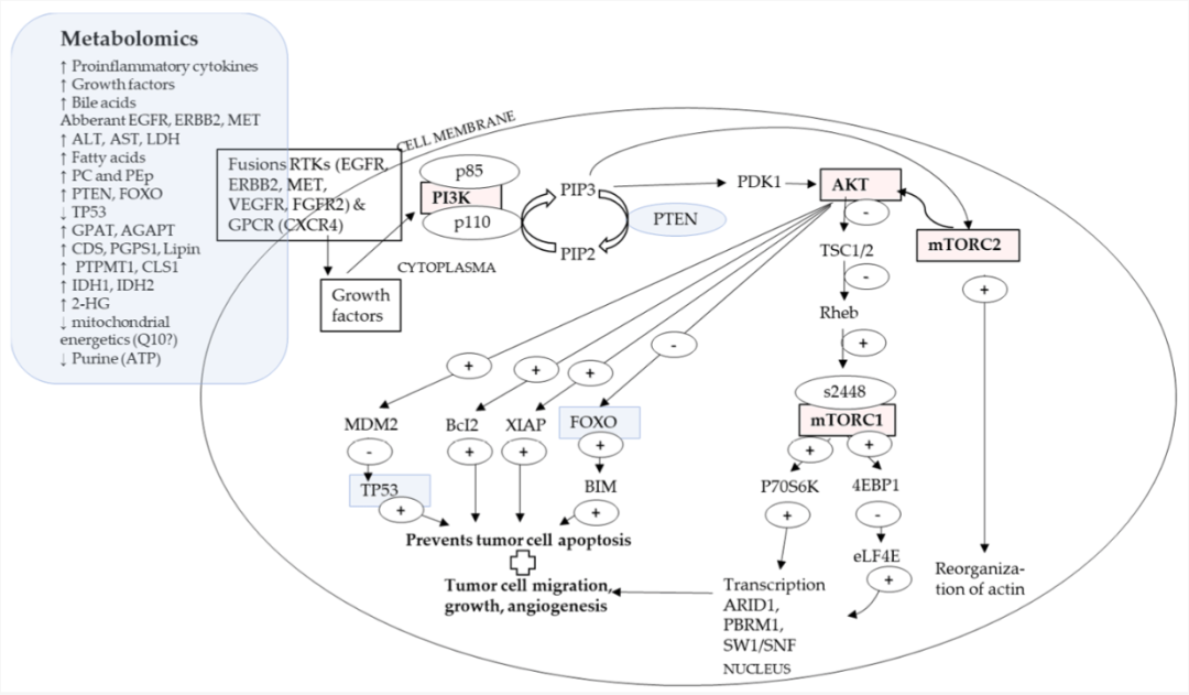 图5 肝癌发生相关细胞通路.png