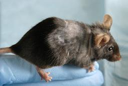 mouse_barbering.jpg