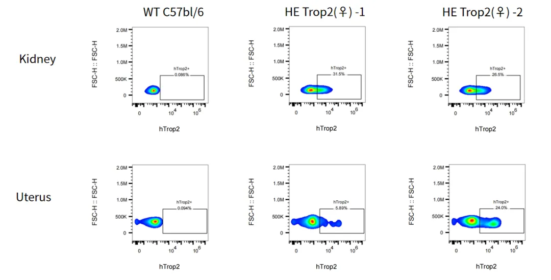 fig4.webp