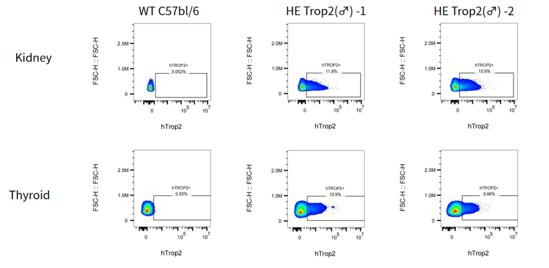 fig5.webp