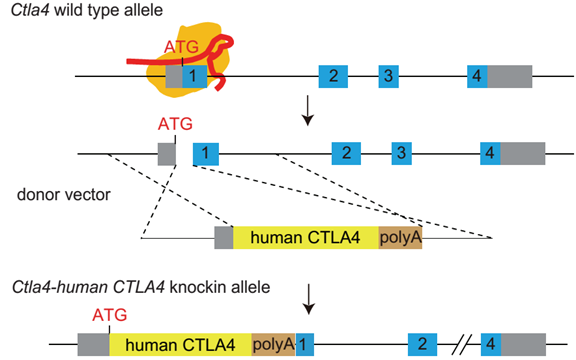 ctla-4-2.png