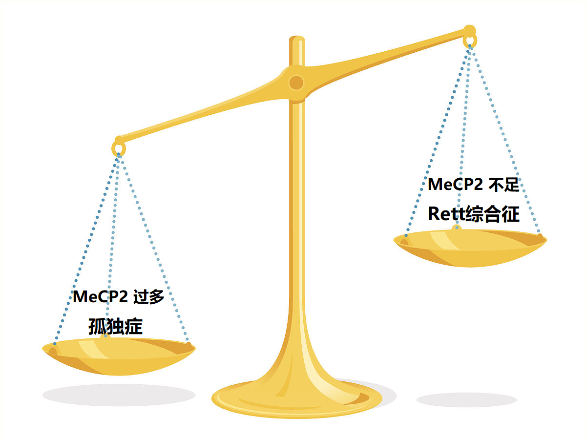 Mecp2-1.png