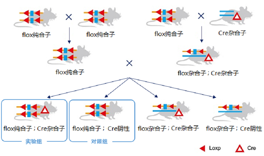 图片6-xg.png