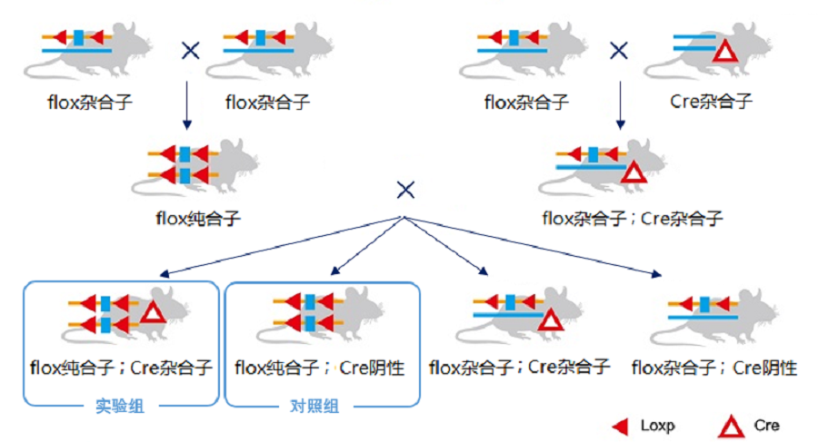 图片7-xg.png