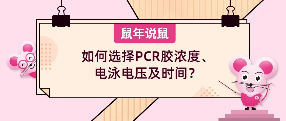 《鼠年说鼠》第十二期：如何选择PCR胶浓度、电泳电压及时间？