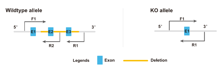 使用3条引物用短片段体系