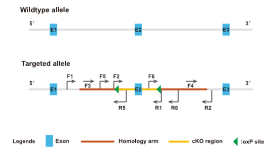 验证F1代flox鼠打靶是否正确-引物设计