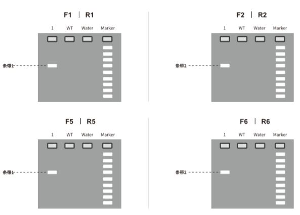 验证F1代flox鼠打靶是否正确-电泳结果