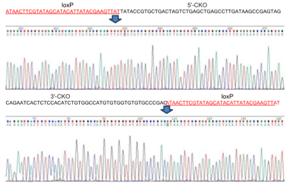 验证F1代flox鼠打靶是否正确-测序
