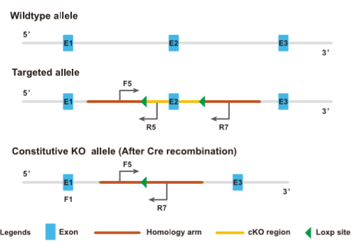 鉴定Cre鼠删除效率-引物设计