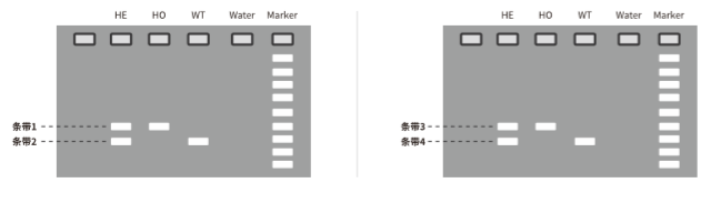 F2代flox鼠的纯杂合鉴定-结果