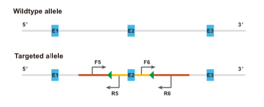 F2代flox鼠的纯杂合鉴定-引物设计