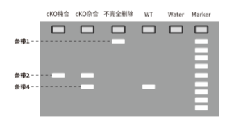 鉴定Cre鼠删除效率-结果