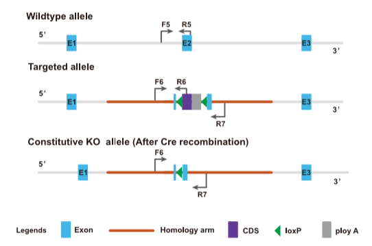 鉴定Cre鼠删除效率-引物设计