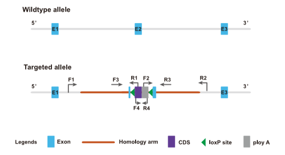 验证F1代flox鼠打靶是否正确-引物设计