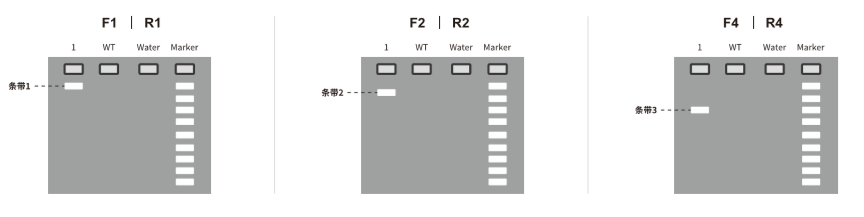 验证F1代flox鼠打靶是否正确-电泳结果