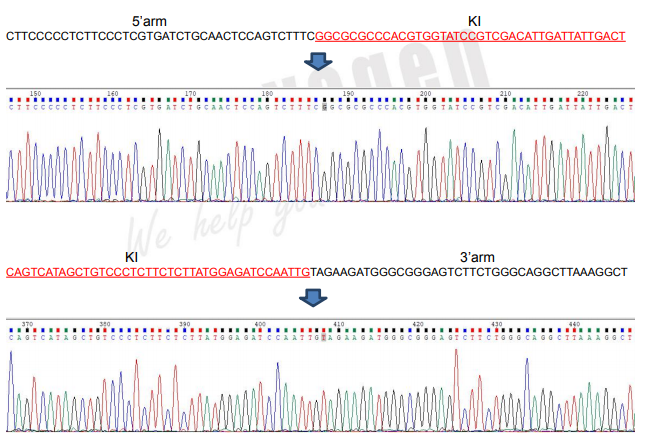 验证F1代flox鼠打靶是否正确-测序
