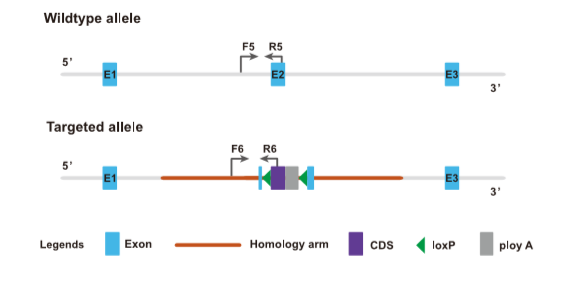 flox鼠的基因型鉴定-引物设计
