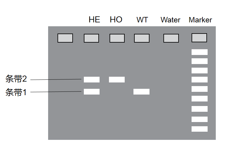 flox鼠的基因型鉴定-电泳结果