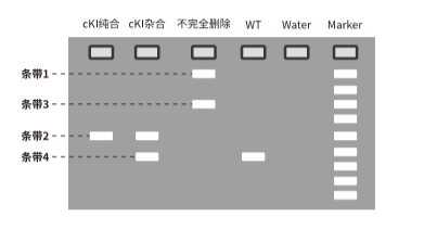 鉴定Cre鼠删除效率-电泳结果