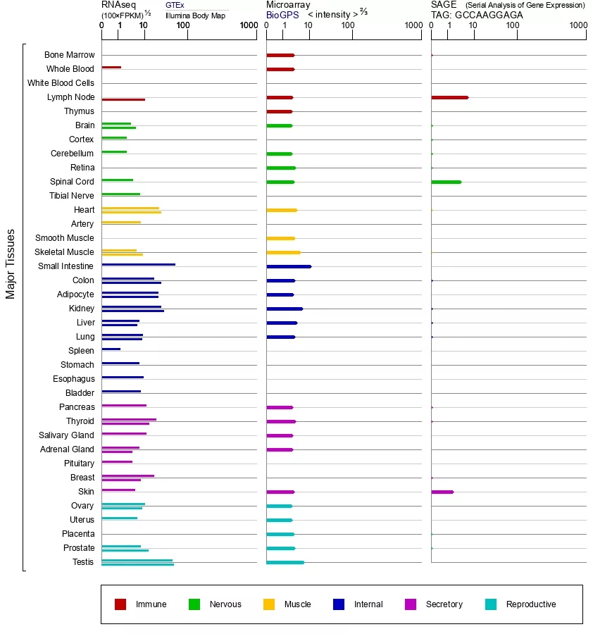 在糖尿病性心肌病、糖尿病性神经疼痛等研究中,ACE2也发挥着重要的功能