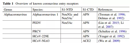 Overview of known coronavirus entry receptors