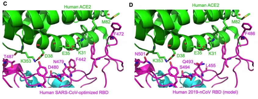 SARS-CoV & 2019-nCoV