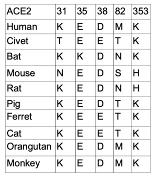 不同宿主物种的ACE2与病毒接触的关键残基差异